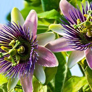 Dit zeepblok van schapenmelk Passion Flower met de geur van passiobloemen wordt gemaakt op basis van natuurlijke ingrediënten. Er wordt gebruik gemaakt van hoge kwaliteit en plantaardige oliën zoals karitéboter, Oostenrijkse biologische schapenmelk, parfum & zout. De schapenmelk wordt geabsorbeerd in de diepere lagen van uw huid, verjongen en vullen het vochtgehalte in de huid aan.