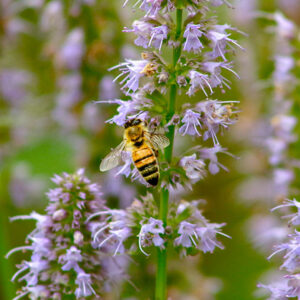 Dit zeepblok van schapenmelk Patchouli heeft een kruidengeur van mos en hout. Het wordt gemaakt op basis van natuurlijke ingrediënten. Er wordt gebruik gemaakt van hoge kwaliteit en plantaardige oliën zoals karitéboter, Oostenrijkse biologische schapenmelk, parfum & zout. De schapenmelk wordt geabsorbeerd in de diepere lagen van uw huid, verjongen en vullen het vochtgehalte in de huid aan.