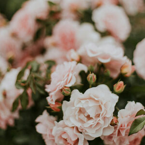 Deze zeepvlokken Rose in de geur van rozen worden gemaakt op basis van natuurlijke ingrediënten. Er wordt gebruik gemaakt van hoge kwaliteit en plantaardige oliën zoals karitéboter, Oostenrijkse biologische schapenmelk, parfum & zout. Je kunt zeepvlokken gebruiken om zelf wasmiddel te maken maar ook voor je persoonlijke verzorging. Of gebruiken voor sier bij een leuke fotoshoot.