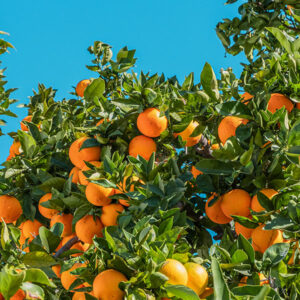 Dit zeepblok van schapenmelk Blood orange met de geur van bloedsinasappels wordt gemaakt op basis van natuurlijke ingrediënten. Er wordt gebruik gemaakt van hoge kwaliteit en plantaardige oliën zoals karitéboter, Oostenrijkse biologische schapenmelk, parfum & zout. De schapenmelk wordt geabsorbeerd in de diepere lagen van uw huid, verjongen en vullen het vochtgehalte in de huid aan.