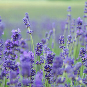 Dit zeepblok van paardenmelk Lavender met de geur van lavendel wordt gemaakt op basis van natuurlijke ingrediënten. Er wordt gebruik gemaakt van hoge kwaliteit en plantaardige oliën zoals karitéboter, amandelolie,  Oostenrijkse biologische paardenmelk, parfum & zout. Deze zeepblokken zijn uitermate geschikt te gebruiken bij een geïrriteerde huid. De voedingsstoffen van deze zeep dragen bij aan het herstel van de huid.